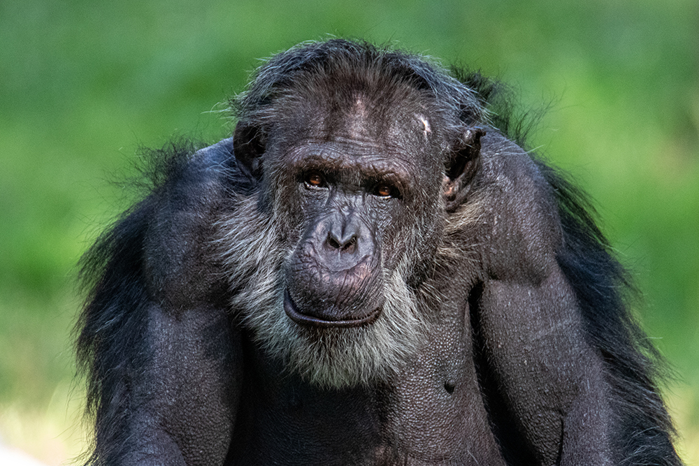 Chimpansee - Chimpanzee