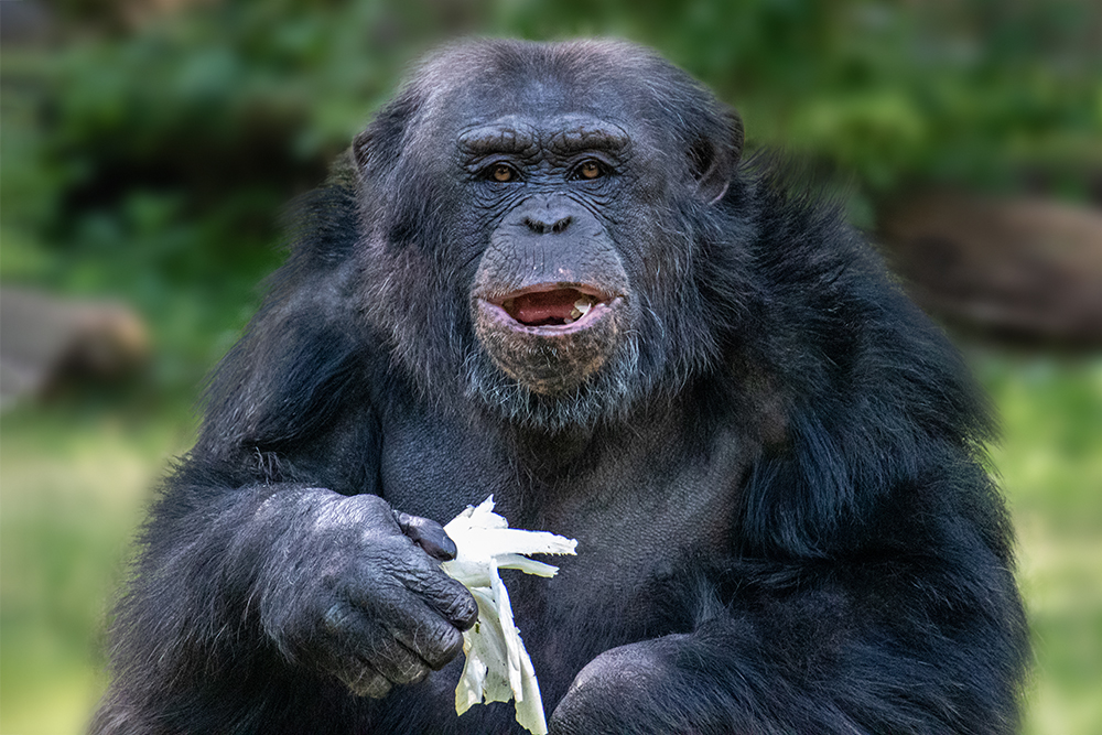 Some special faces in Burgers Zoo