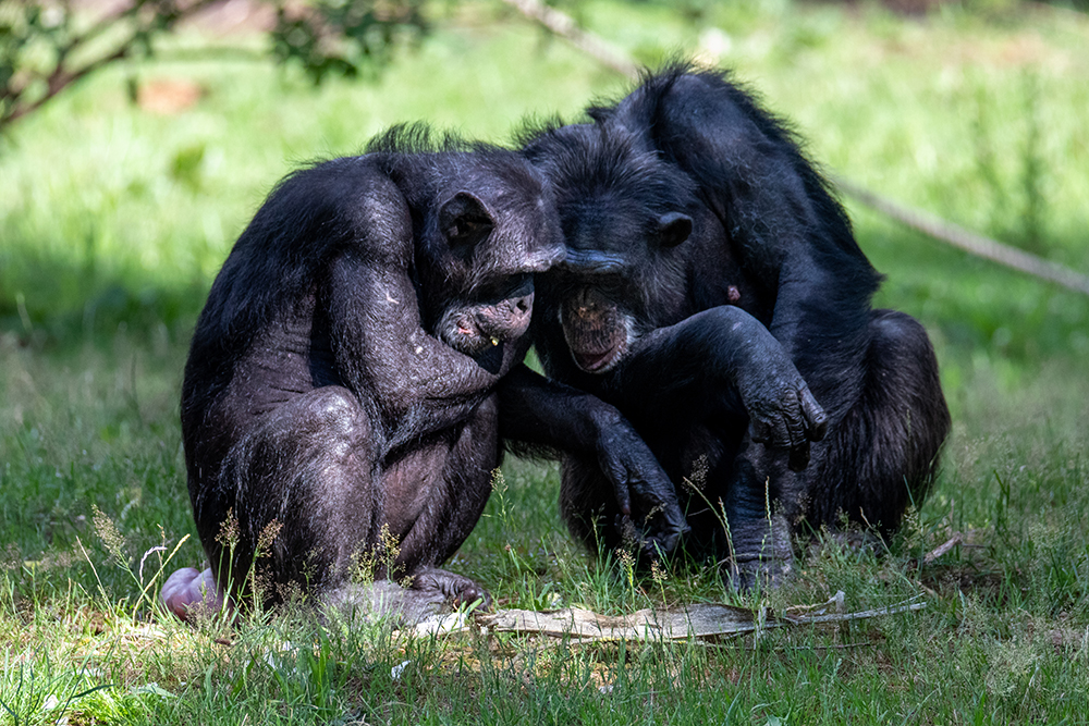 Chimpansees - Chimpanzees