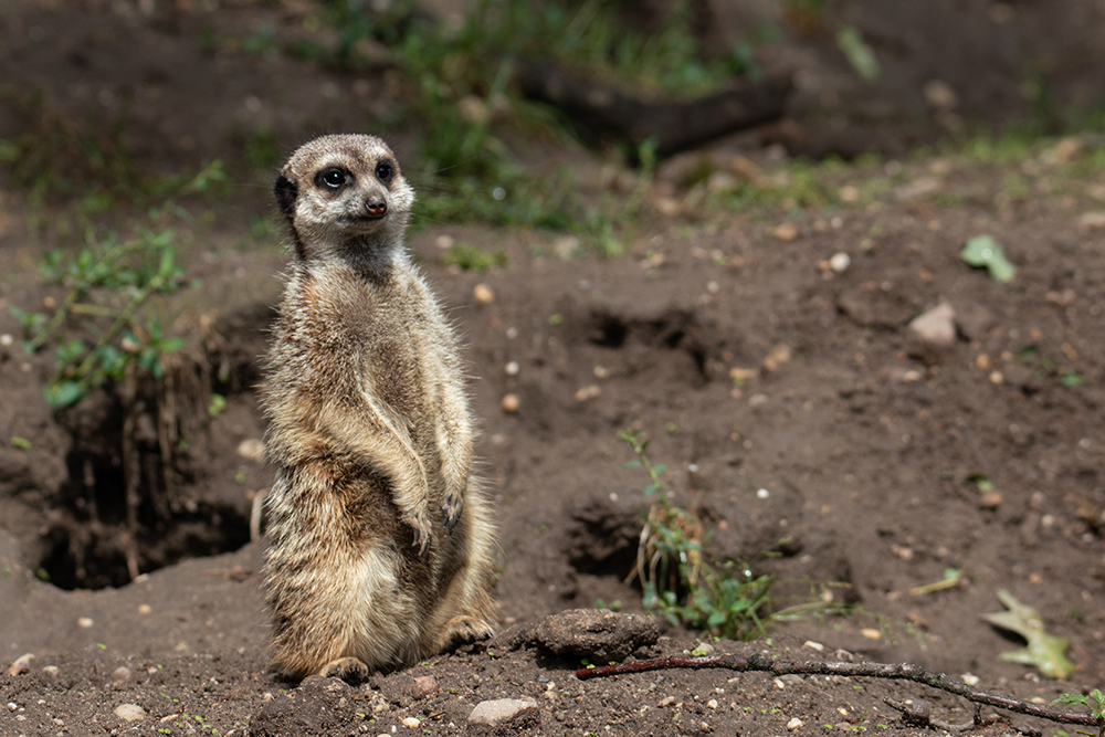 Stokstaartje - Meerkat