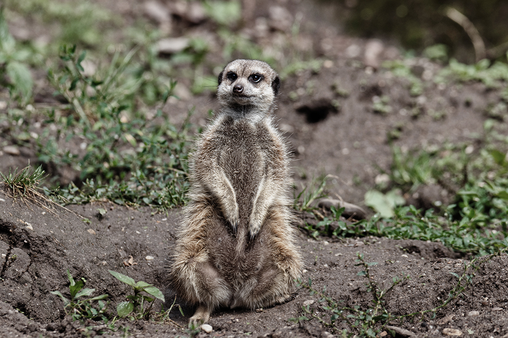 Stokstaartje - Meerkat