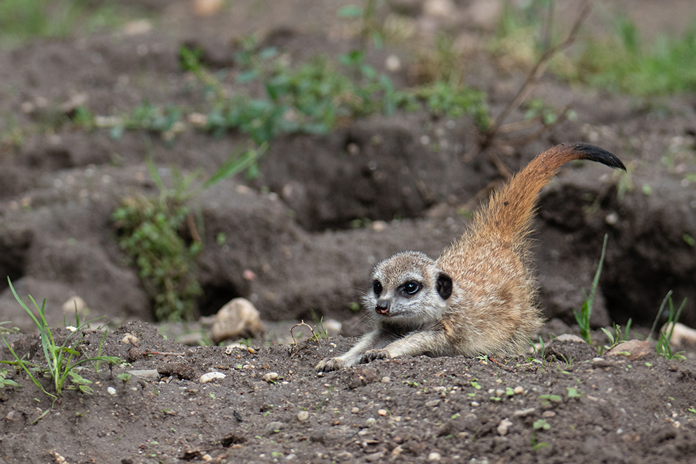 Stokstaartje - Meerkat