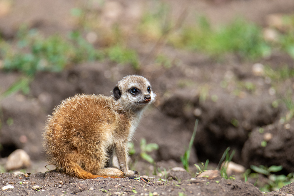 Stokstaartje - Meerkat