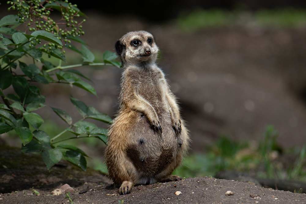 Stokstaartje - Meerkat