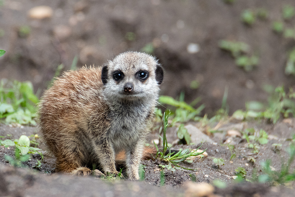 Stokstaartje - Meerkat