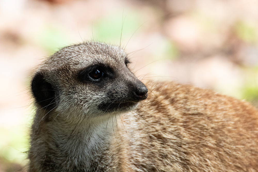 Stokstaartje - Meerkat