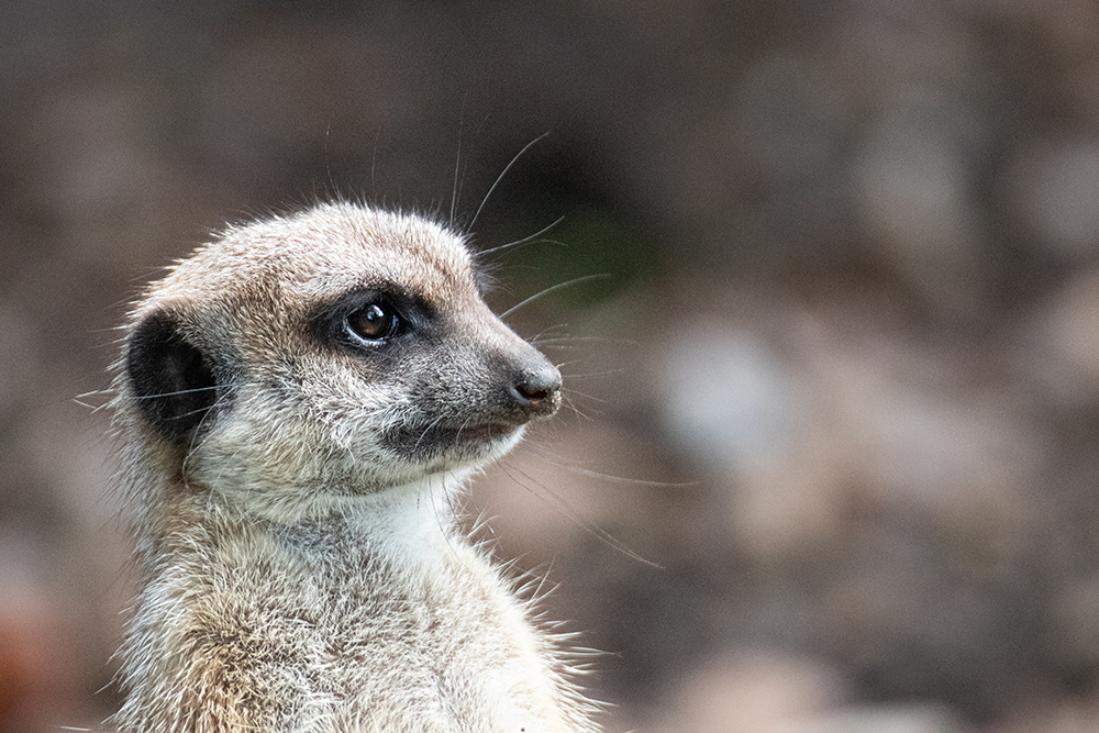 Stokstaartje - Meerkat