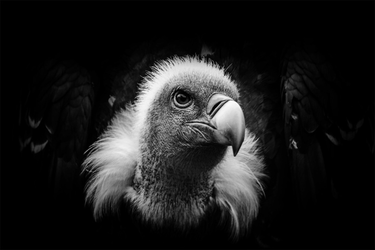 Rüppell's gier - Rüppell's vulture (Beekse Bergen)