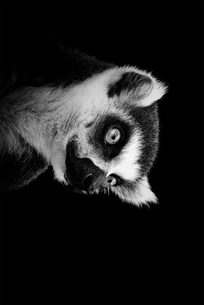 Ringstaartmaki - Ring-tailed lemur (Beekse Bergen)