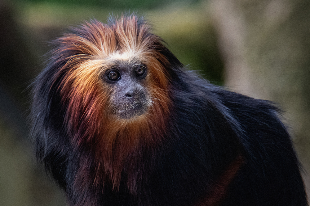 Goudkopleeuwaap - Golden-headed lion tamarin