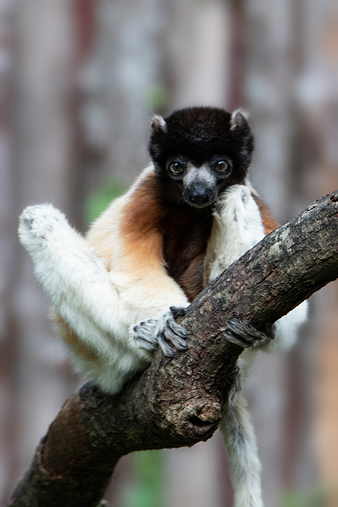 Kroonsifaka - Crowned sifaka