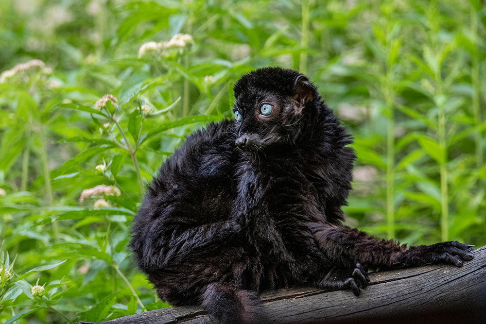 Blauwoogmaki - Blue-eyed black lemur