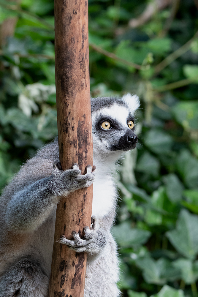 Ringstaartmaki - Ring-tailed lemur