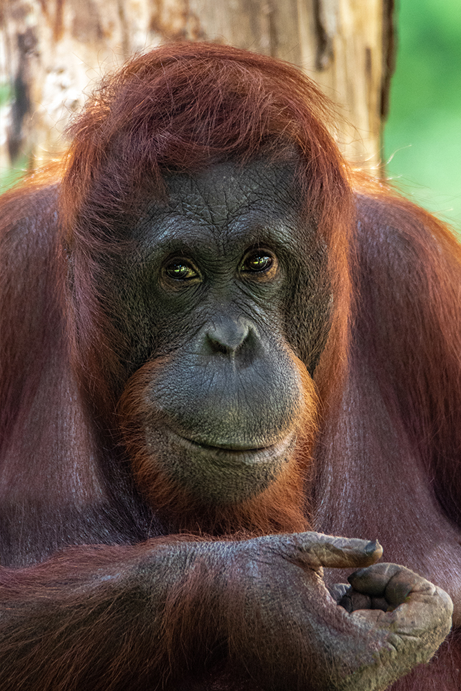 Orang-oetan - Orangutan