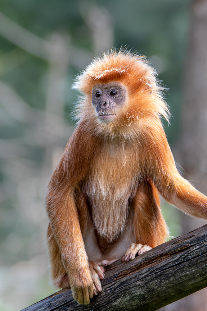 Javaanse langoer - Javan lutung