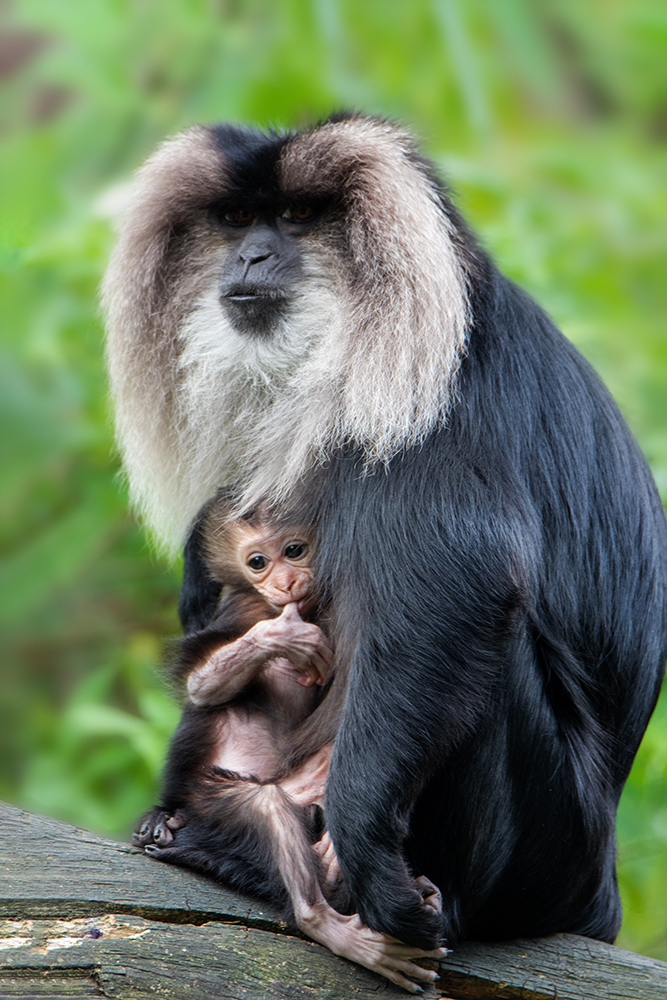 Leeuwenstaartmakaak - Lion-tailed macaque