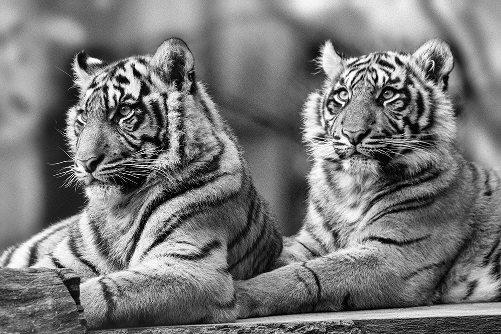 Sumatraanse tijgers - Sumatran tigers