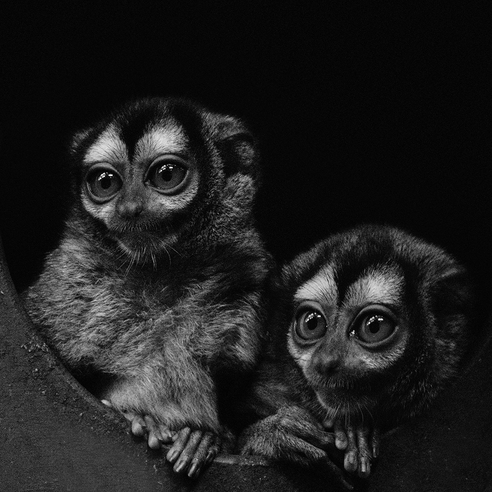 Doeroecoelis - Three-striped-night monkeys