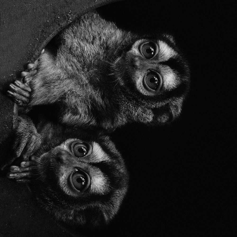 Doeroecoelis - Three-striped-night monkeys