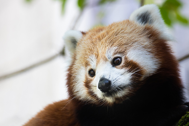 Faces in Osnabrück Zoo