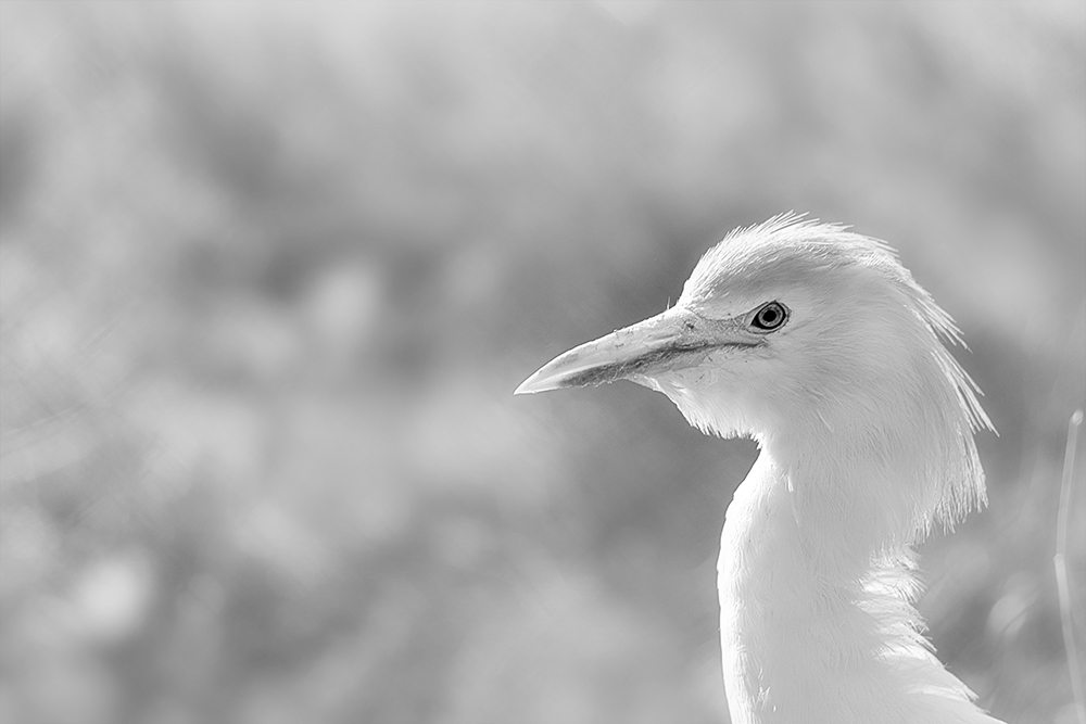 Koereiger - Cattle Egret (Safaripark Beekse bergen)