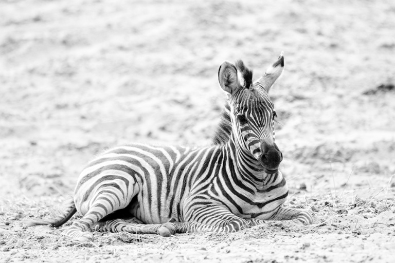 Grant zebra veulen - Grant's zebra foal (Safaripark Beekse bergen)