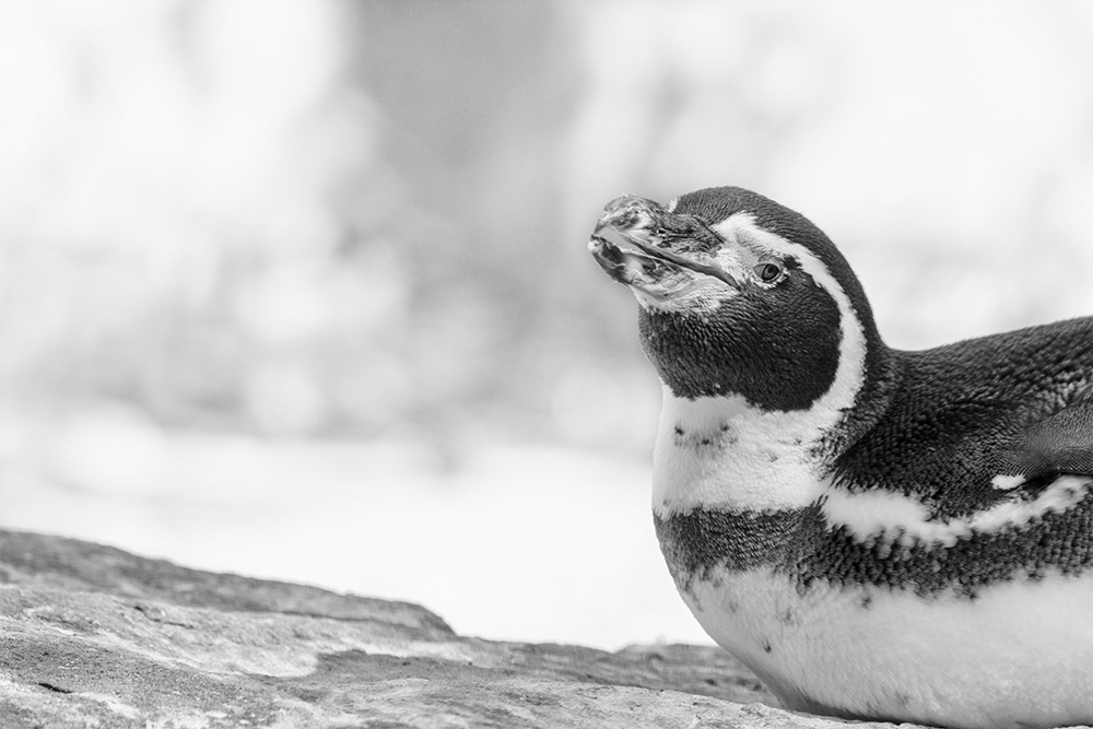 Humboldt pinguin – Humboldt penguin (Naturzoo Rheine)