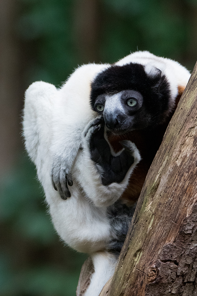  Kroonsifaka - Crowned sifaka