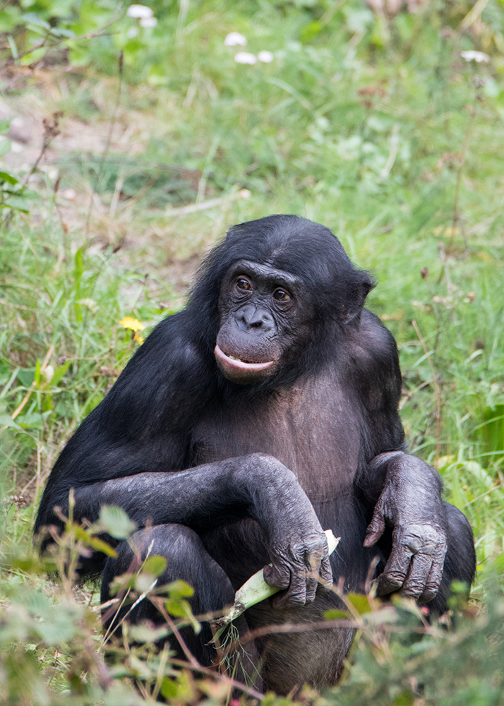 Bonobo