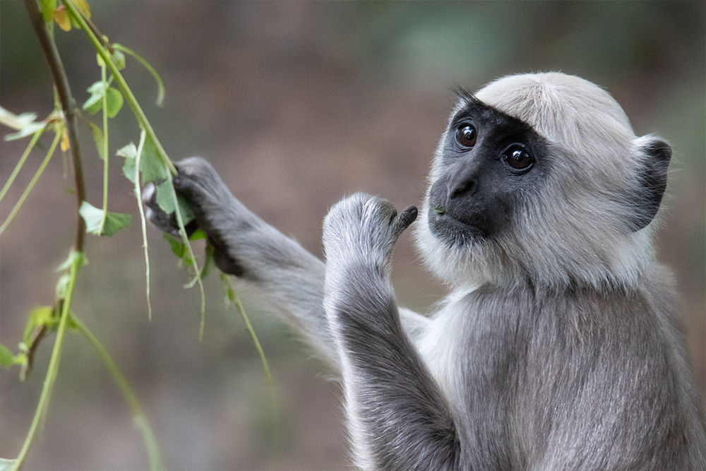 Hanuman langoer - Gray langur