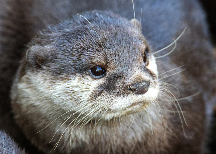 Kleinklauwotter - Asian small-clawed otter