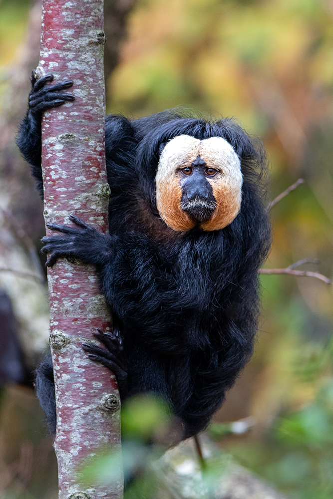 Witgezichtsaki - White-faced saki 