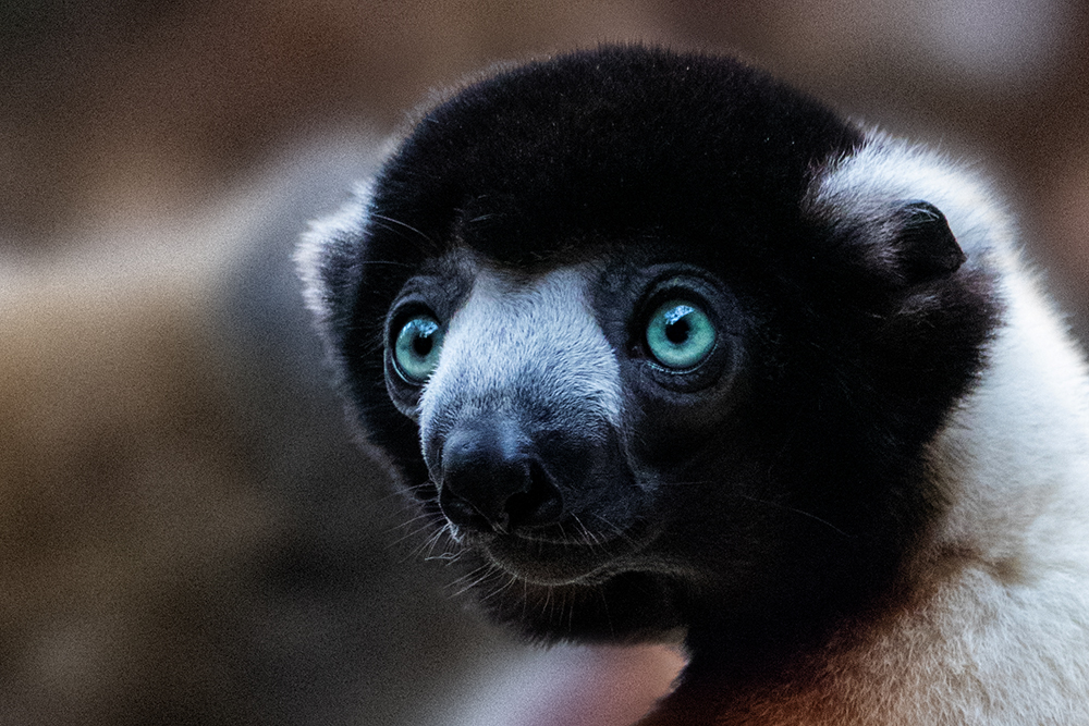 Kroonsifaka - Crowned sifaka (Apenheul)