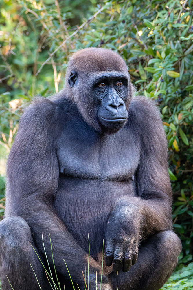 Gorilla