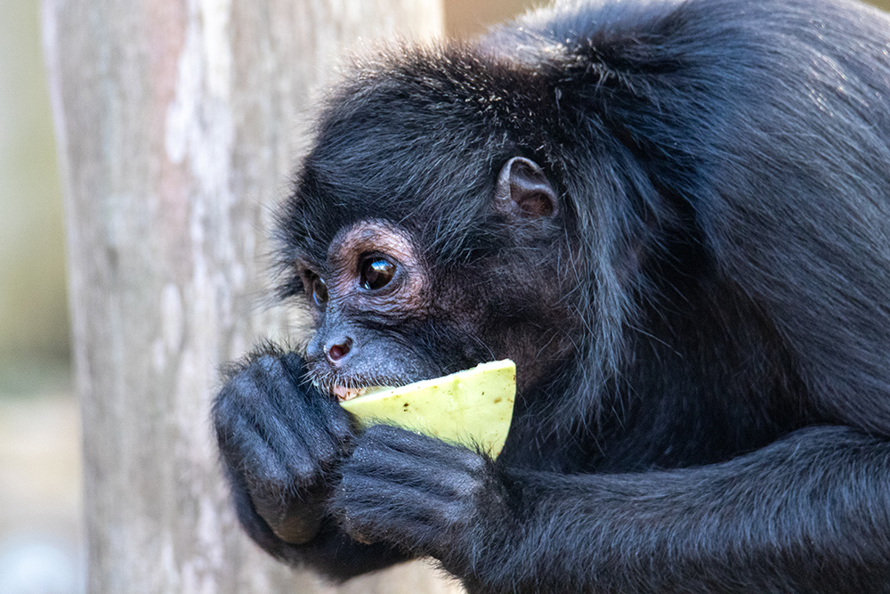 Slingeraap - Spider monkeys