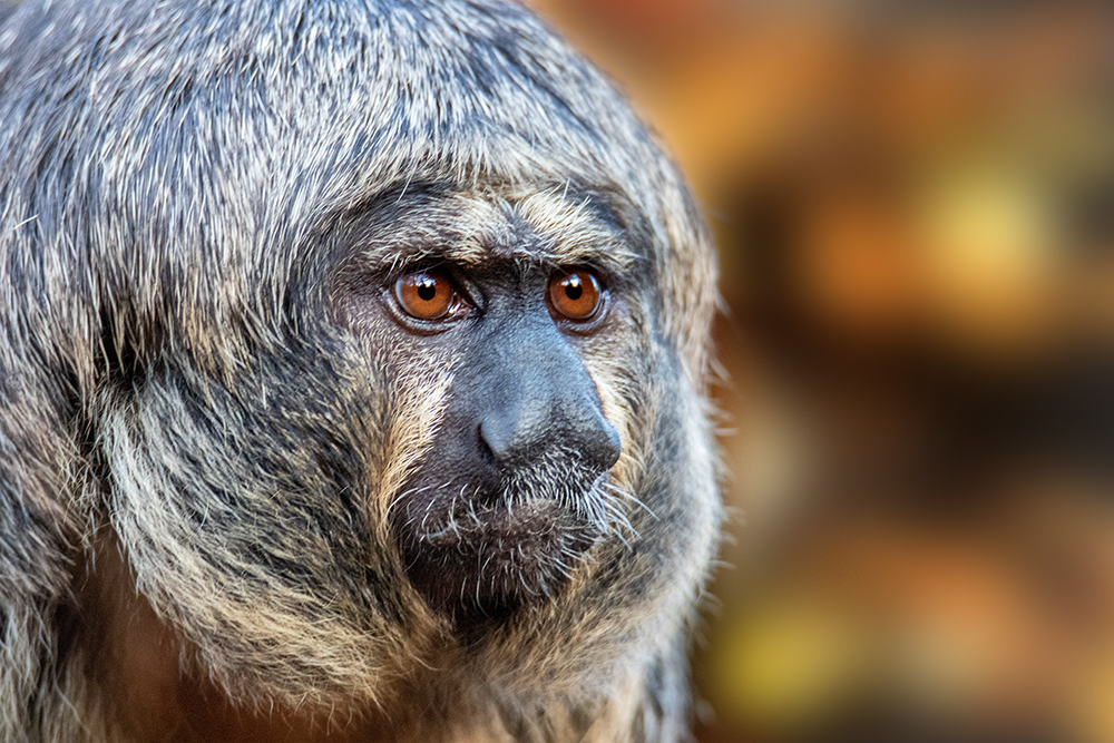 Witgezichtsaki - White-faced saki (Apenheul)