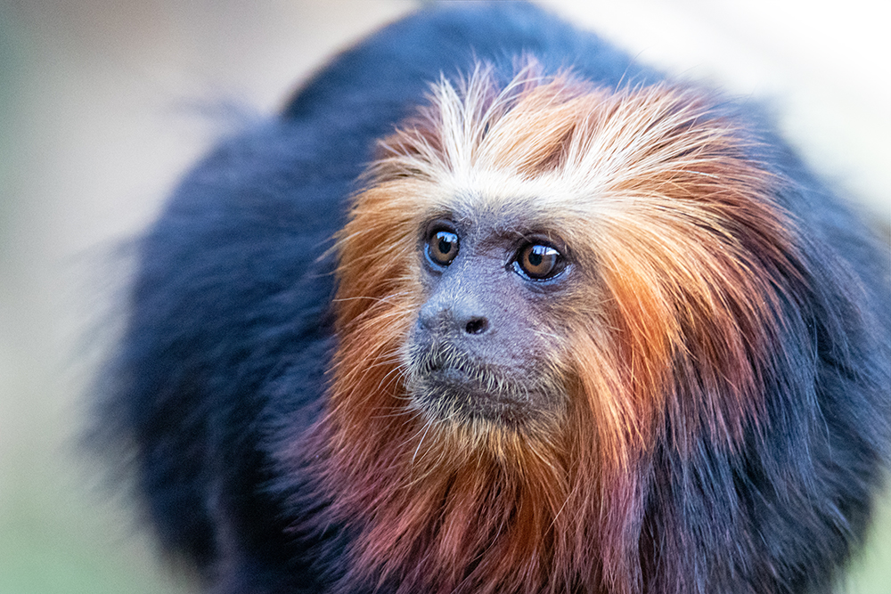 Goudkopleeuwaap - Golden-headed lion tamarin