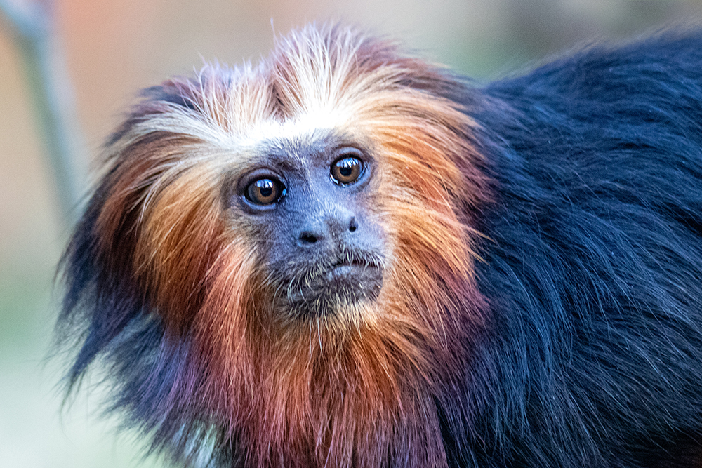 Goudkopleeuwaap - Golden-headed lion tamarin (Apenheul)