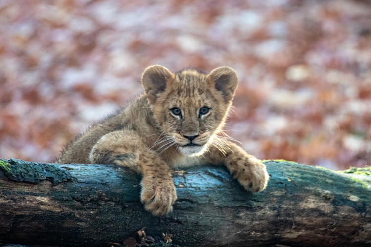 Leeuwen welp - Lion cub