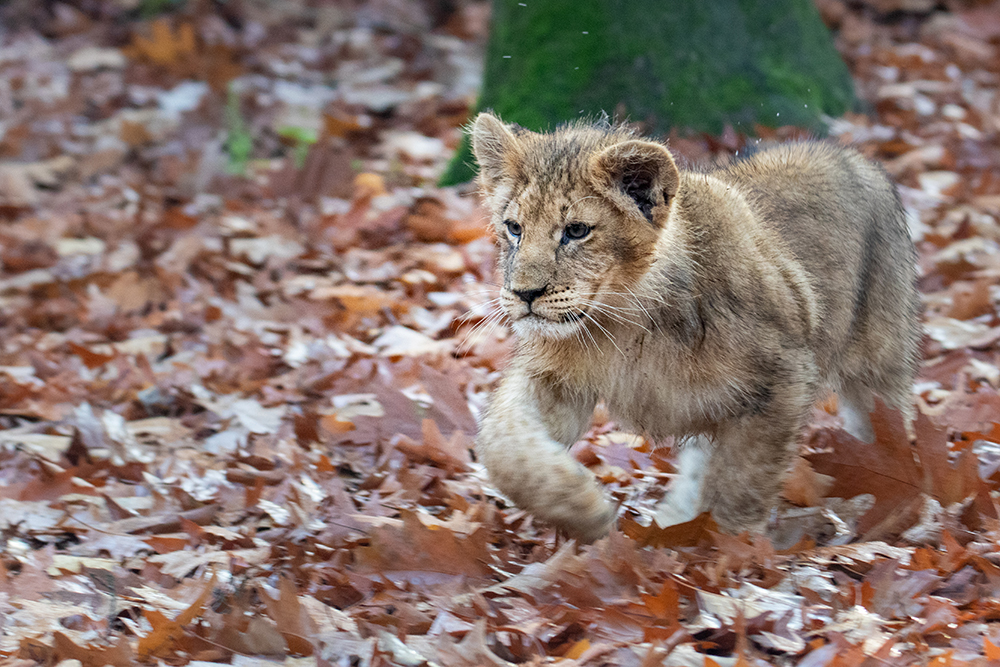 Leeuwen welp - Lion cub