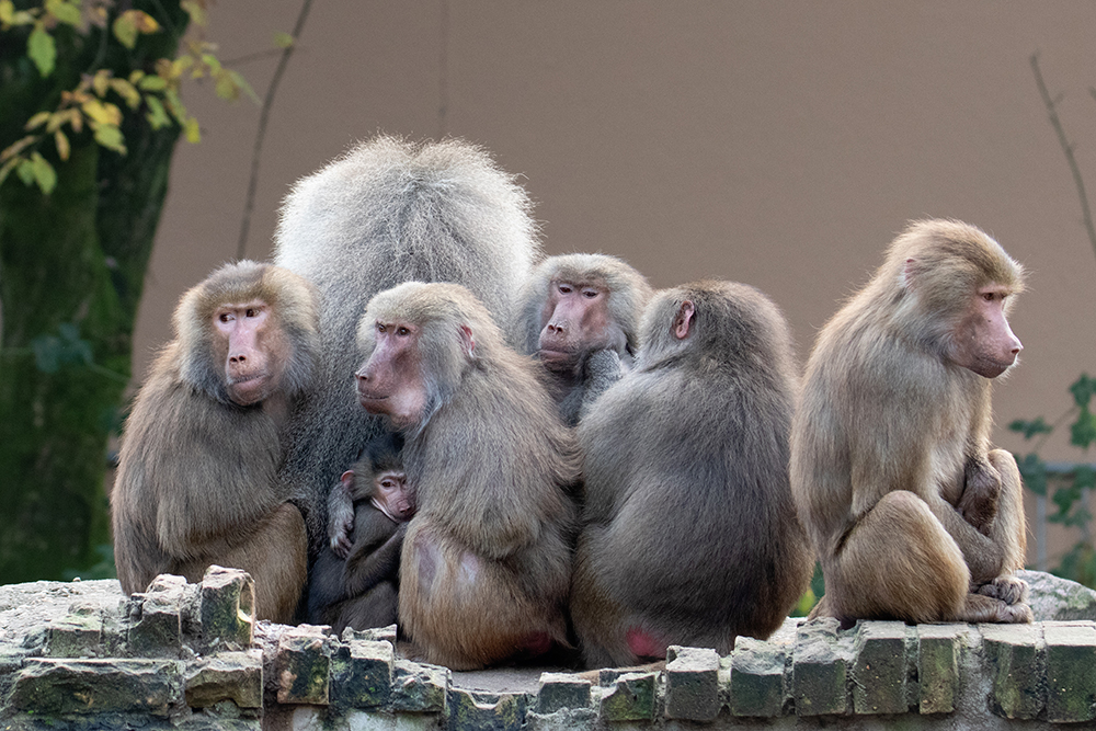 Mantelbavianen - Hamadryas baboons