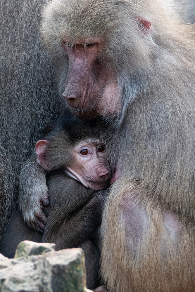 Mantelbavianen - Hamadryas baboons