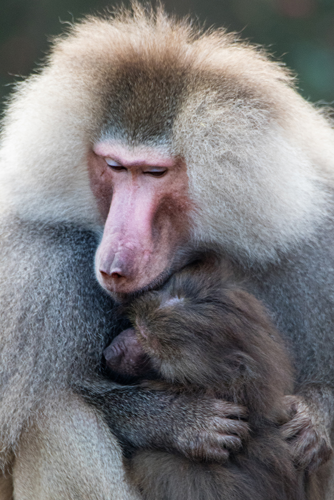 Mantelbavianen - Hamadryas baboons