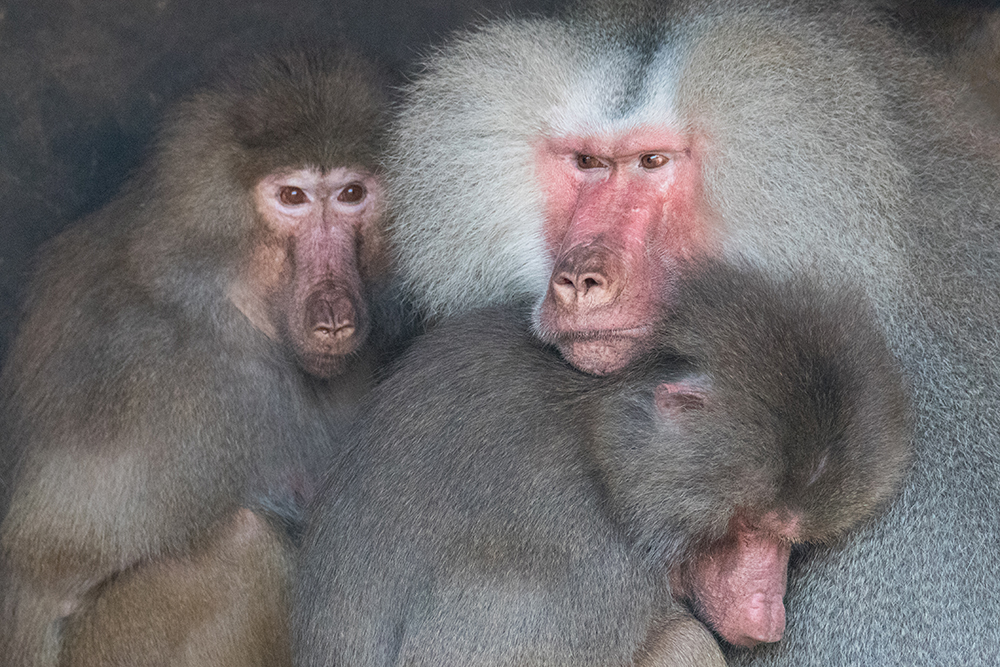 Mantelbavianen - Hamadryas baboons