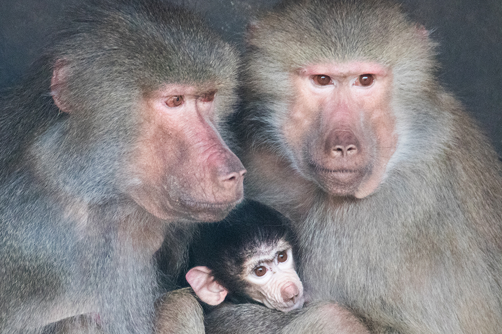 Mantelbavianen - Hamadryas baboons