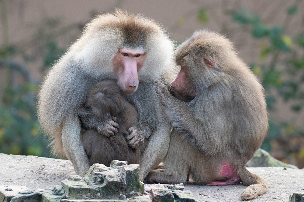 Mantelbavianen - Hamadryas baboons