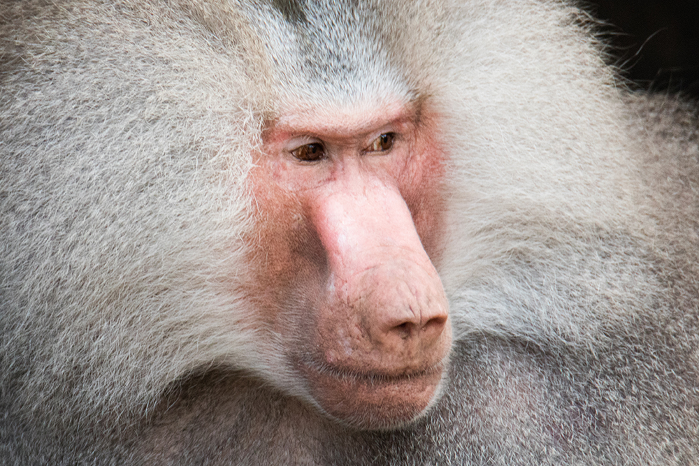 Mantelbavianen - Hamadryas baboons