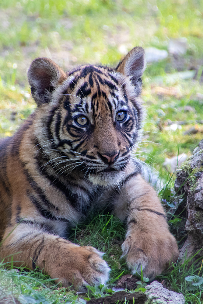 Sumatraanse tijgers - Sumatran tigers (Naturzoo Rheine)