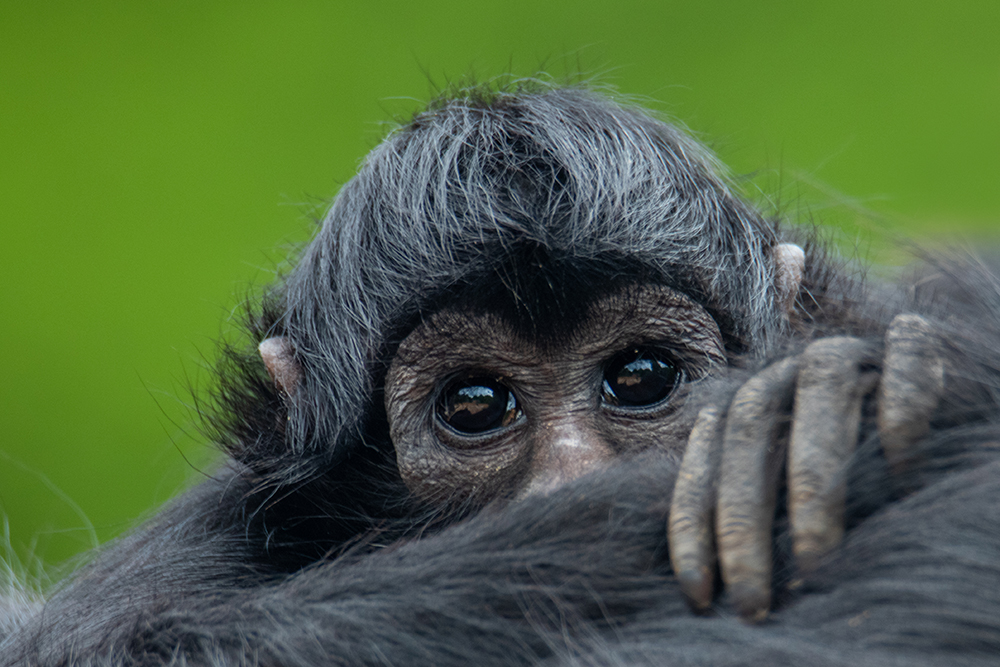 Slingeraap - Spider monkeys (Apenheul)