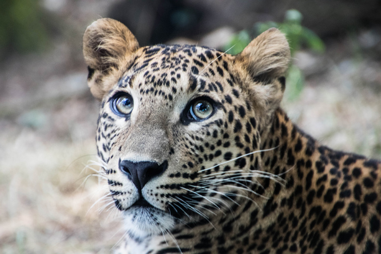 Sri Lanka panter - Sri Lankan leopard (Buregers Zoo)